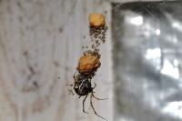 Parasteatoda tepidariorum