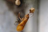 Parasteatoda tepidariorum