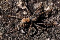 Arctosa perita