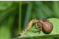 Xysticus