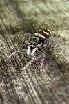 Salticus scenicus