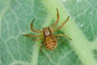 Xysticus