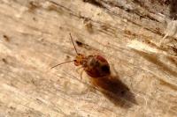 Dicyrtomina ornata