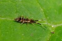 Orchesella