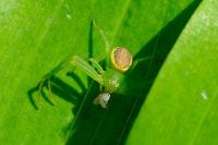 Diaea dorsata