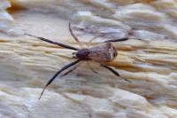 Episinus truncatus