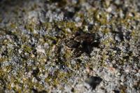 Marpissa muscosa