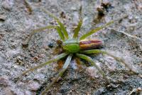 Micrommata virescens