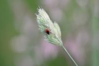Ixodes ricinus