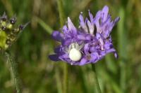 Misumena vatia