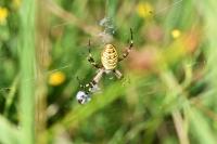 Argiope bruennichi