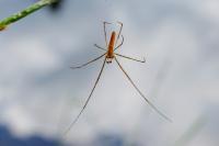 Tetragnatha