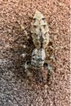 Marpissa muscosa