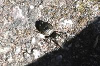 Heliophanus cupreus