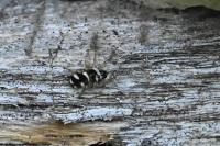 Salticus scenicus
