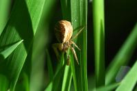 Xysticus ulmi