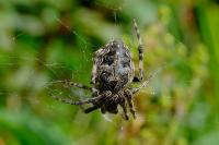 Larinioides sclopetarius