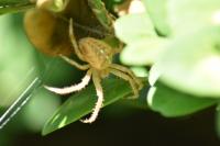 Araneus diadematus