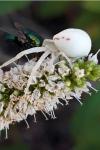 Misumena vatia