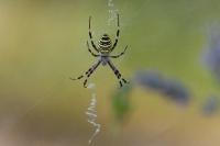 Argiope bruennichi