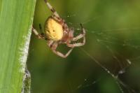 Araneus quadratus