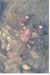 Pacifastacus leniusculus
