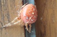 Araneus diadematus
