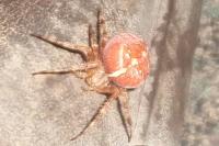 Araneus diadematus