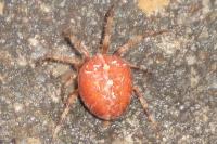 Araneus diadematus