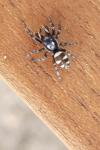 Salticus scenicus