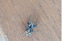 Salticus scenicus