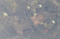 Pacifastacus leniusculus
