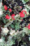 Cladonia