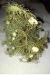 Usnea florida