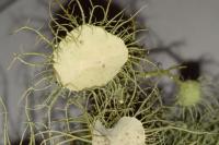 Usnea florida