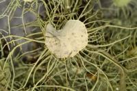 Usnea florida