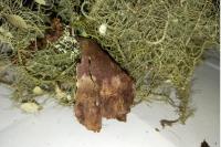 Usnea florida