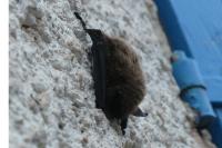 Myotis mystacinus
