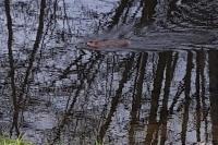 Myocastor coypus