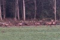 Cervus elaphus