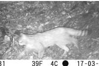 Felis silvestris