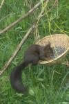 Sciurus vulgaris