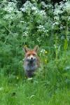 Vulpes vulpes