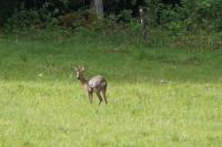 Capreolus capreolus