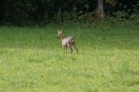 Capreolus capreolus