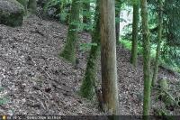 Sciurus carolinensis