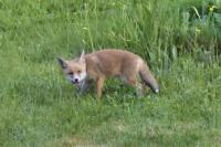 Vulpes vulpes