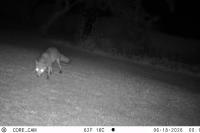 Vulpes vulpes