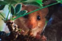Muscardinus avellanarius