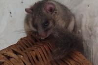 Glis glis